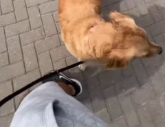 散歩する犬の写真
