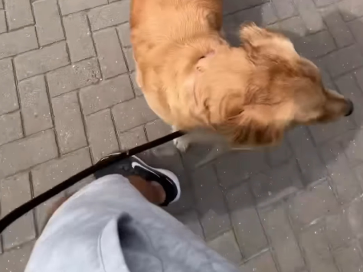 散歩する犬の写真