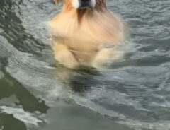ゴールデンレトリバーの写真