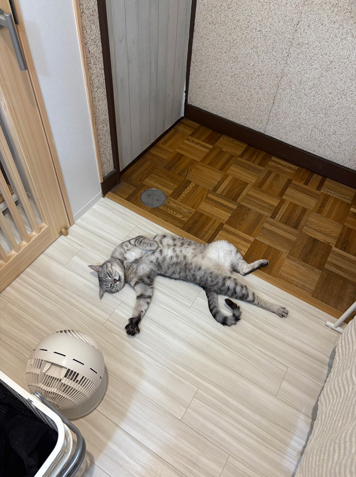 猫のしじみちゃん