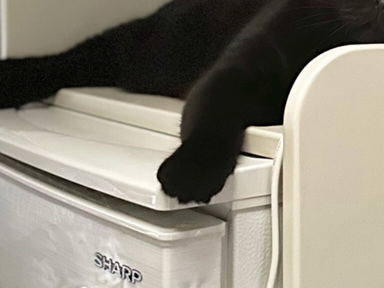 猫の写真