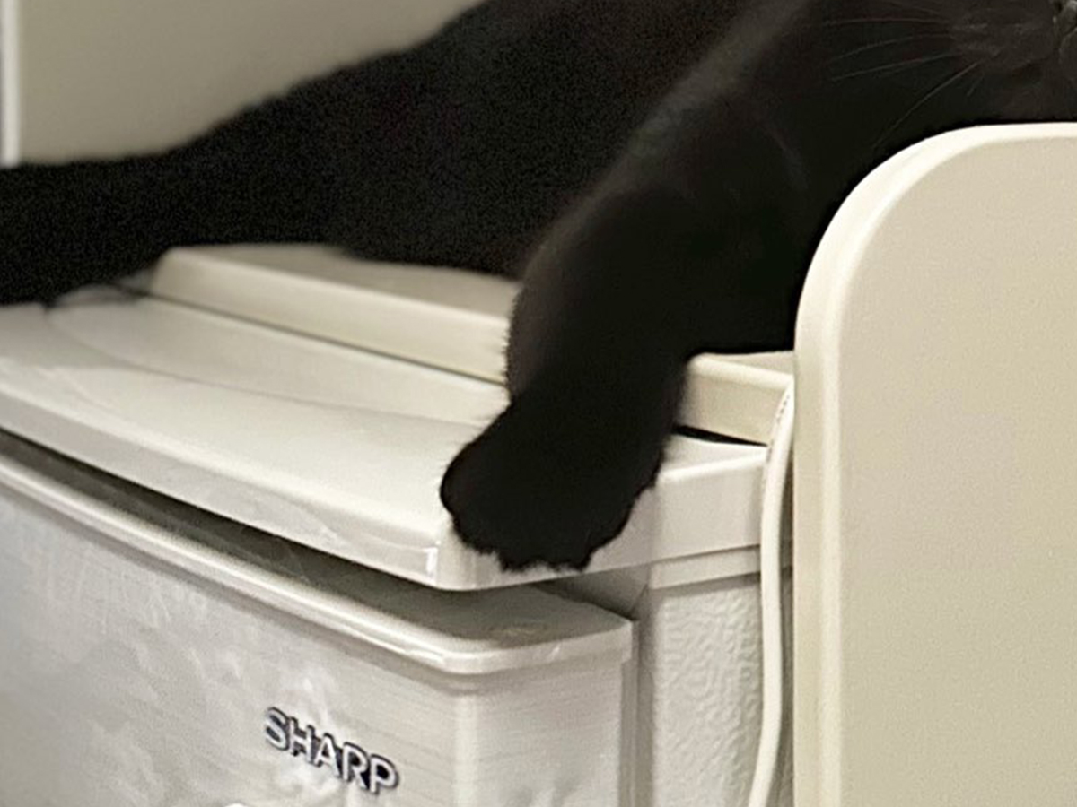 猫の写真