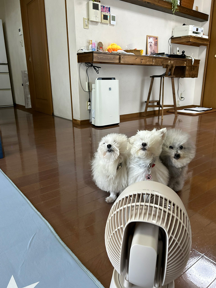 犬の写真