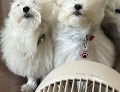 サーキュレーターの風に当たる犬の写真