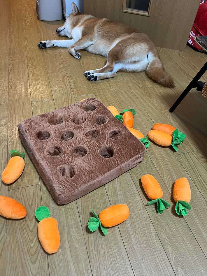 遊び疲れた犬の写真