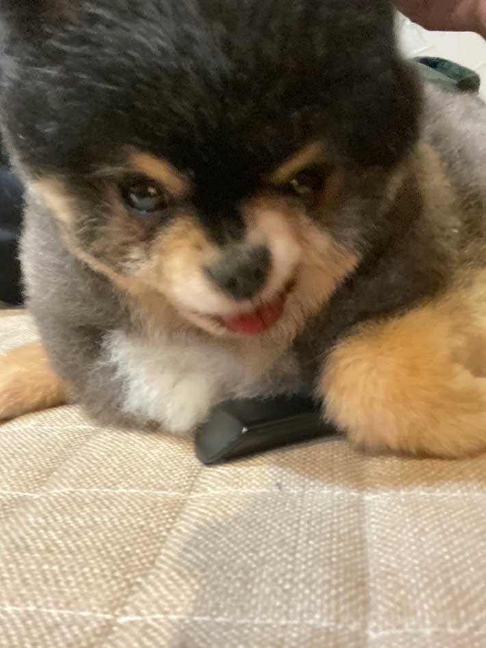 ポメラニアンの写真