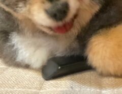 ポメラニアンの写真