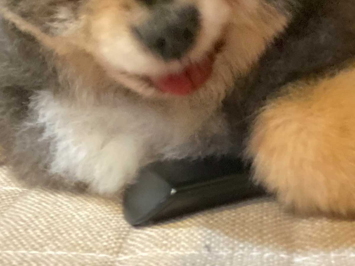 ポメラニアンの写真