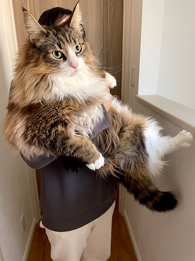 猫