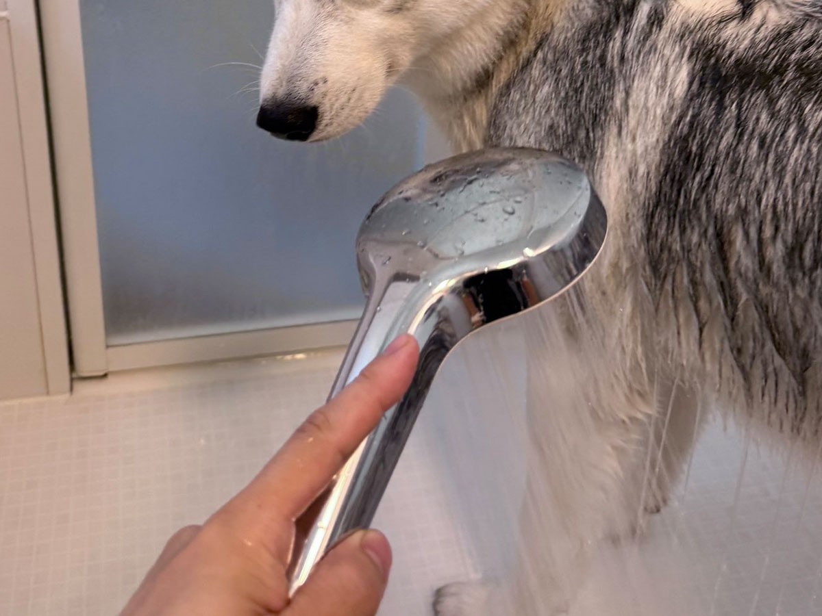 シベリアンハスキーの写真