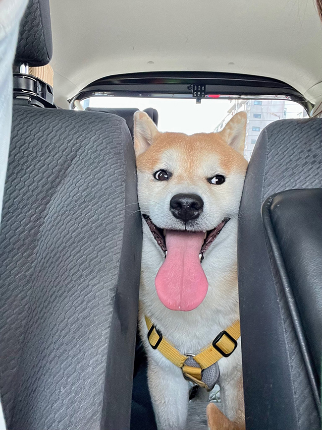 柴犬