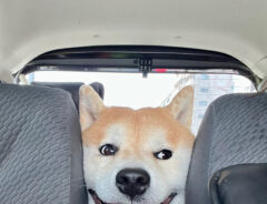 柴犬