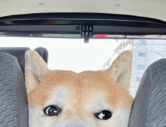 柴犬