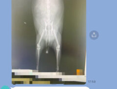 LINEの写真
