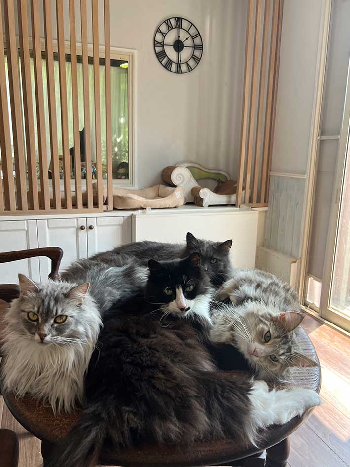 猫の写真