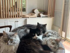猫の写真