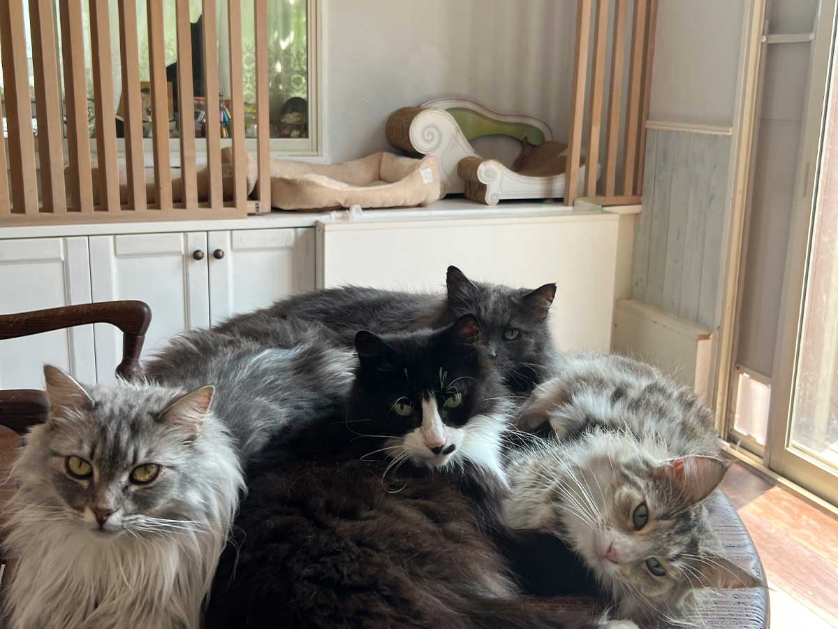 猫の写真