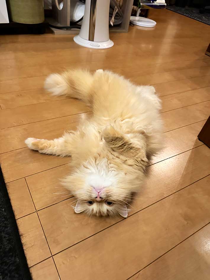 猫の写真
