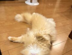 猫の写真