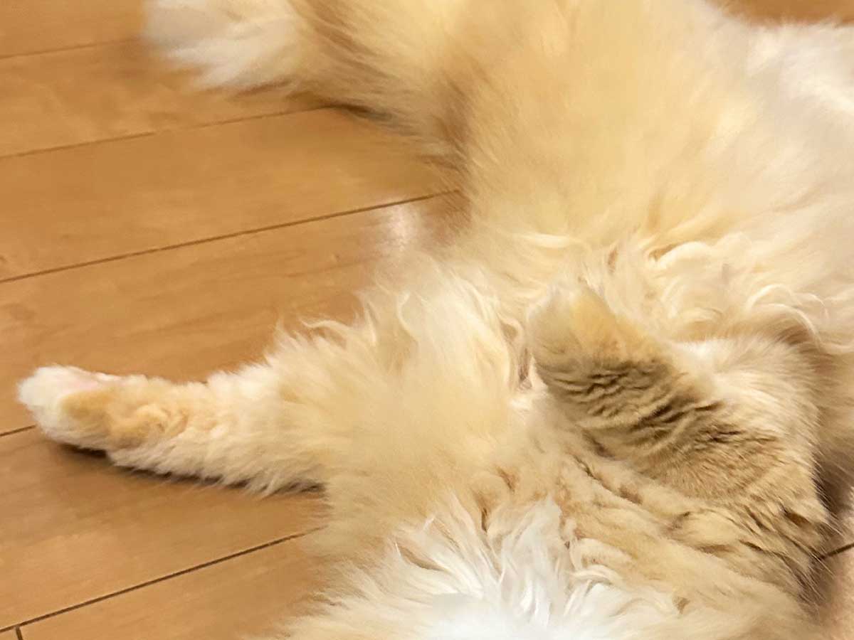 猫の写真