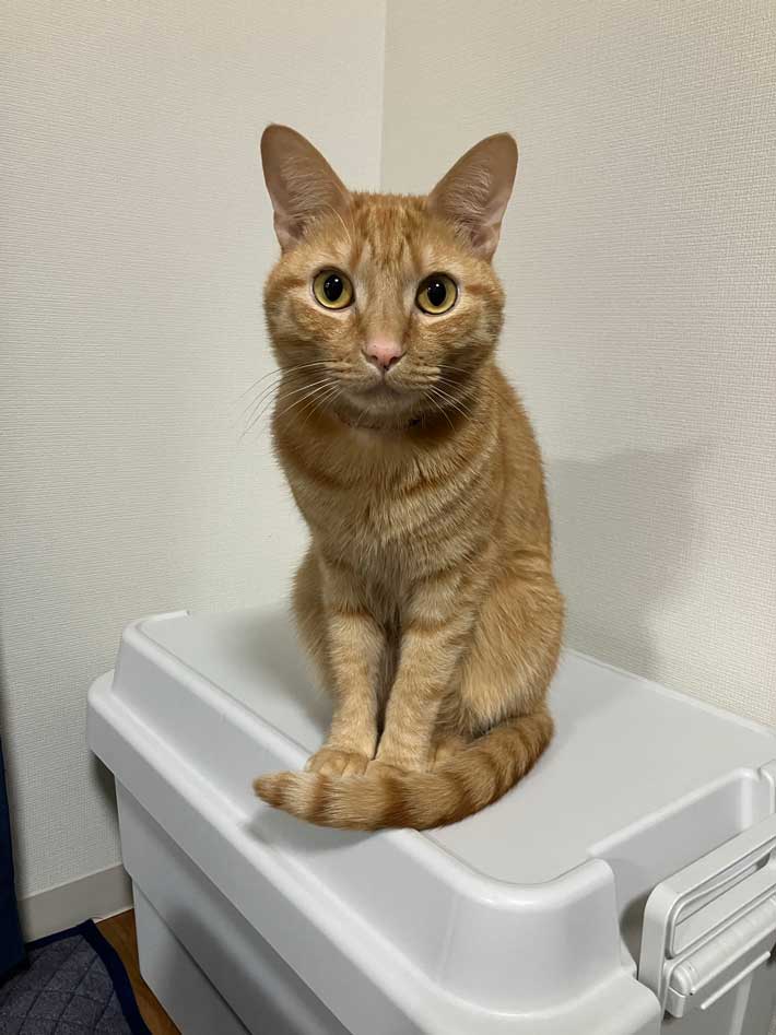 猫の画像