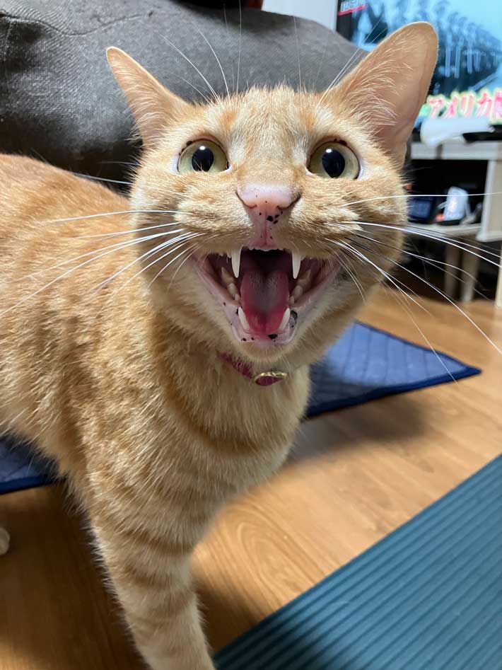 猫の画像