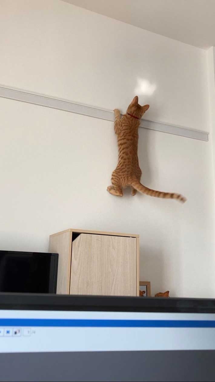 猫の画像