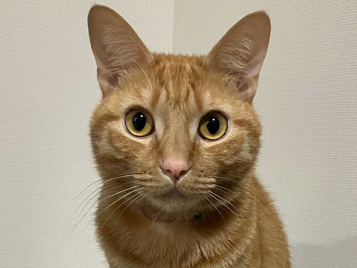 猫の画像