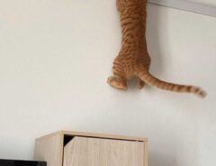 猫の画像