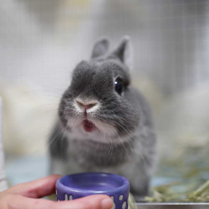ウサギの画像