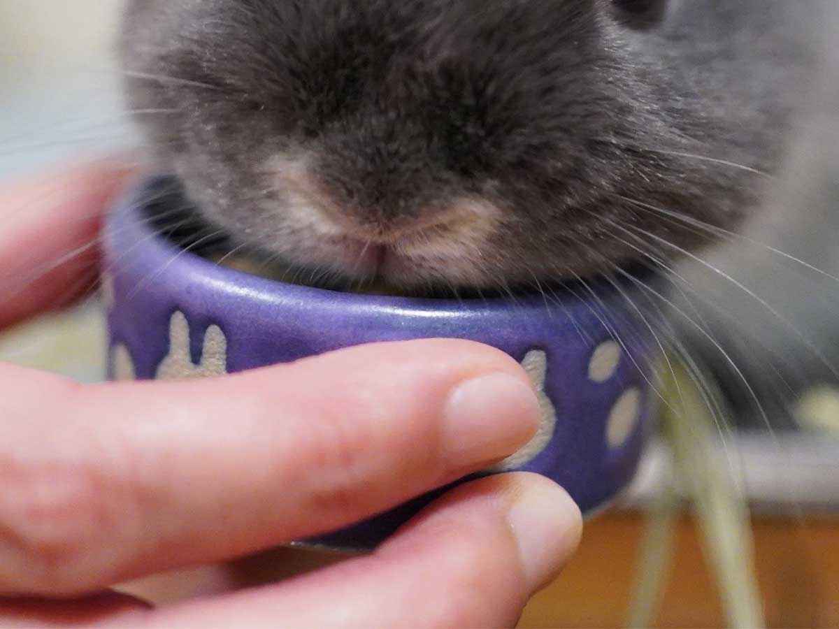 ウサギの画像