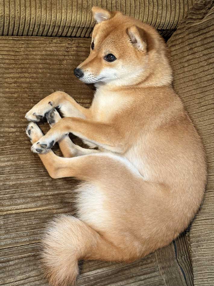 脚のポーズが漢字の『田』に見える柴犬