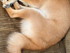 柴犬