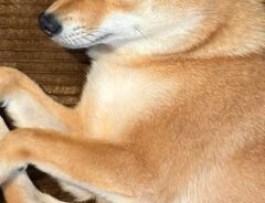 柴犬