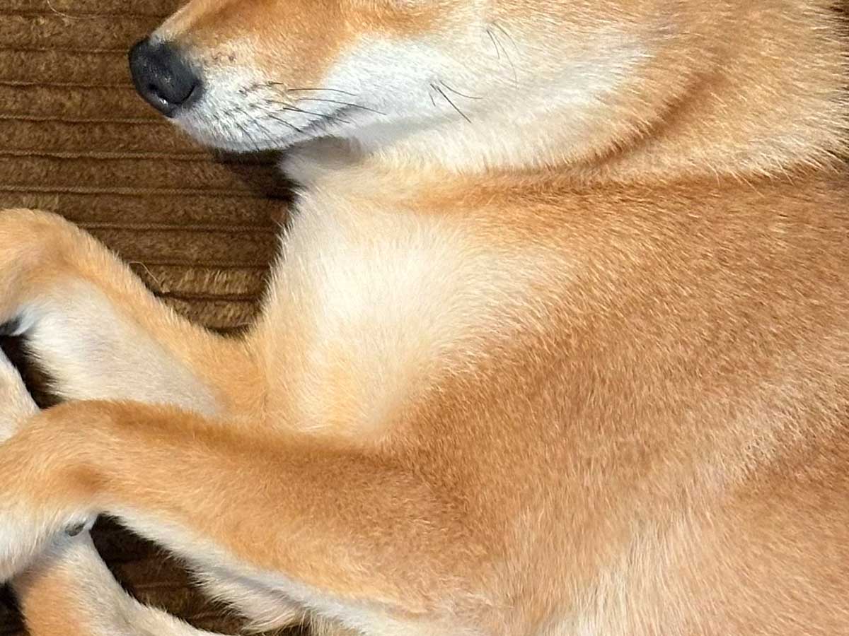 柴犬