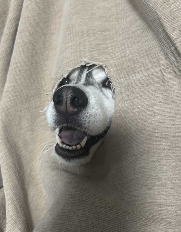 ソファーベッドに穴を開けた犬