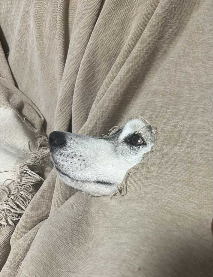 ソファーベッドに穴を開けた犬