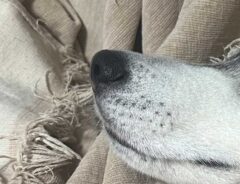 シベリアンハスキー