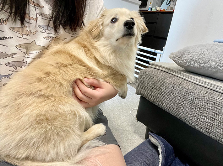 犬のとろろくん