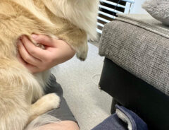 犬のとろろくん