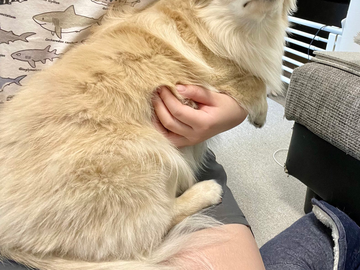 犬のとろろくん