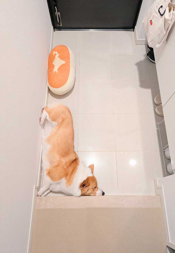 テトリスのブロックのような体勢で寝る犬の写真