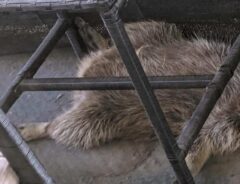アライグマの写真