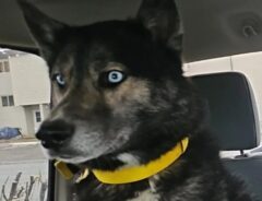 シベリアンハスキーの写真