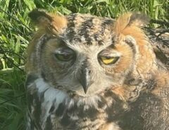 フクロウの写真