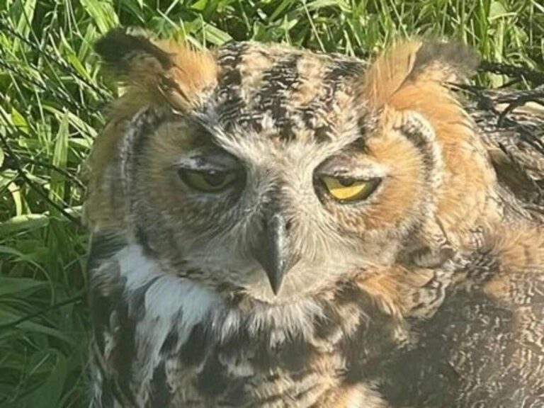 フクロウの写真