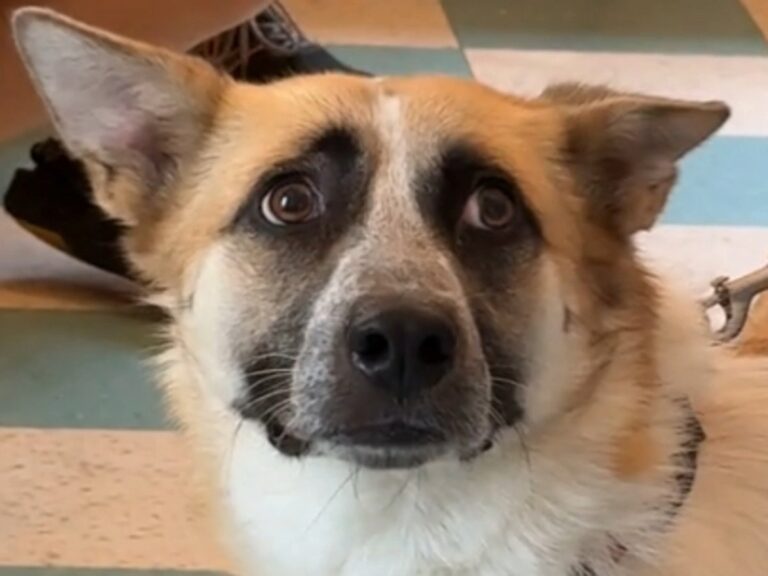 犬の写真
