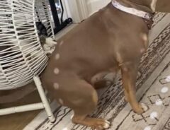 猫と犬の写真