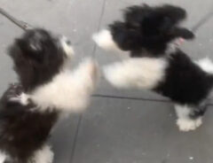 2匹の犬の写真