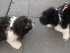 2匹の犬の写真